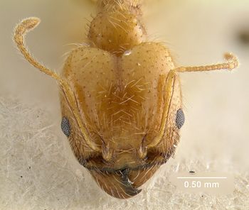 Media type: image; Entomology 20706